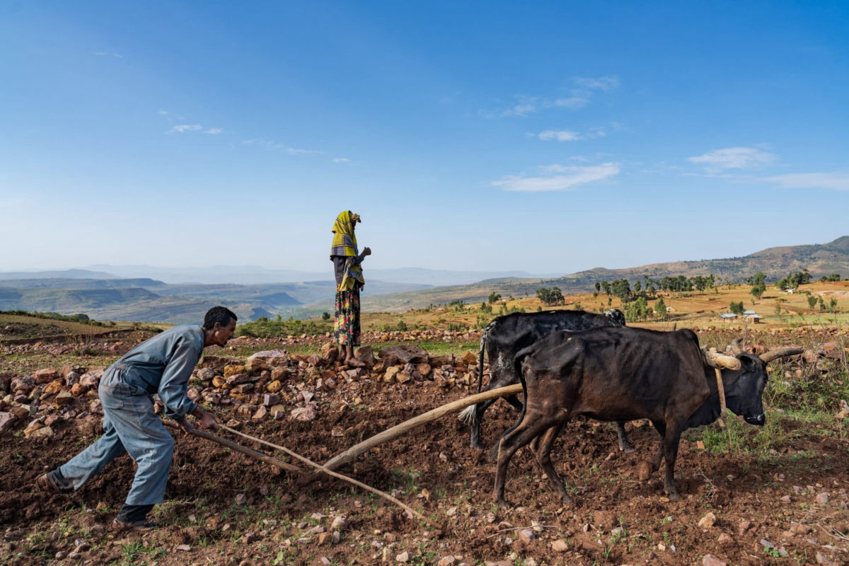 A farmer plowing a field with oxen in the Tigray highlands